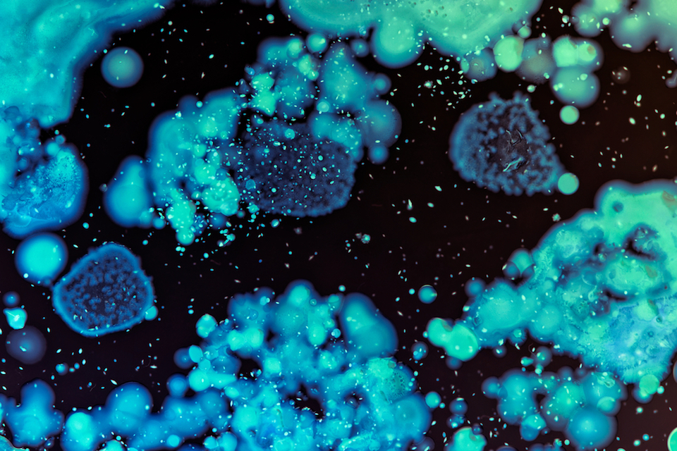 11. Deinococcus radiodurans, magnified 60,000 times. (Image taken